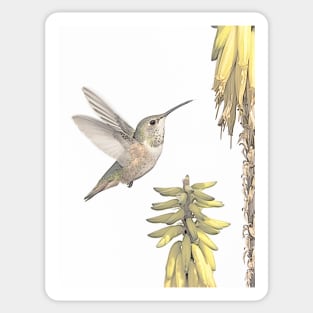 Allen's Hummingbird And Aloe Sticker